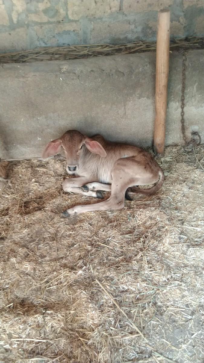 થંબનેલ 2