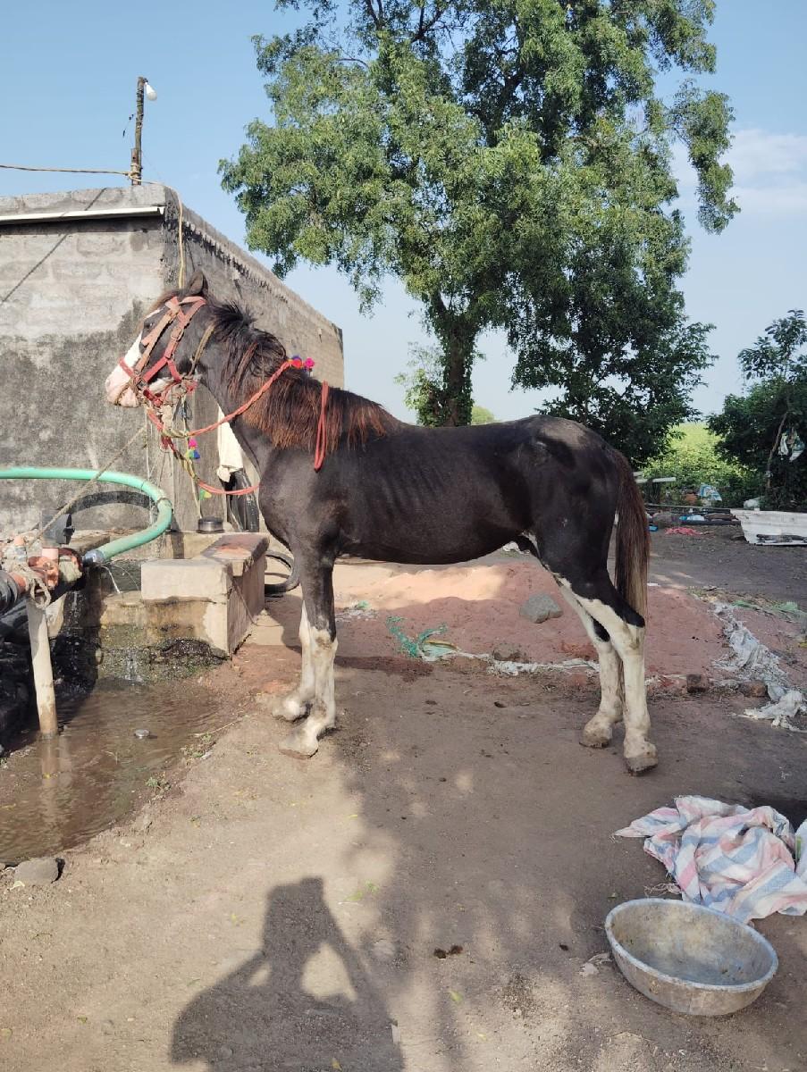 થંબનેલ 2