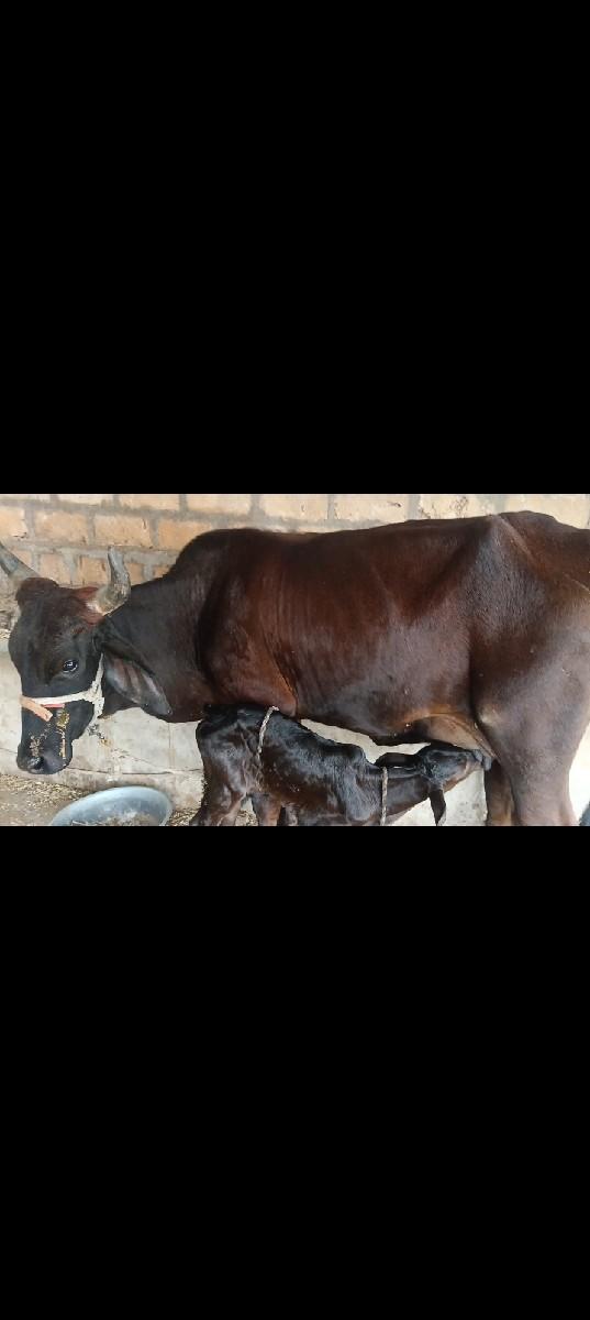 થંબનેલ 3