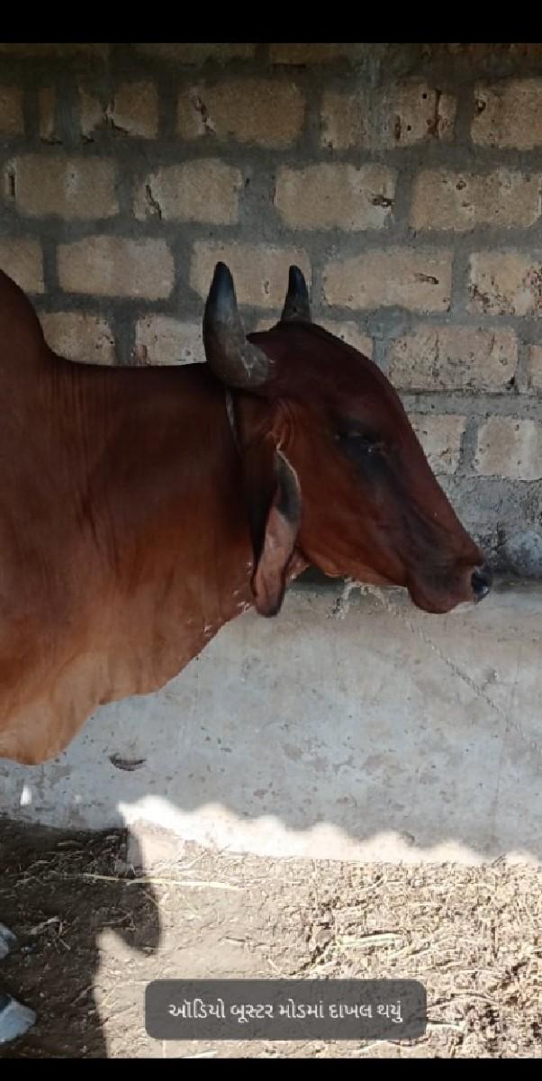 થંબનેલ 3