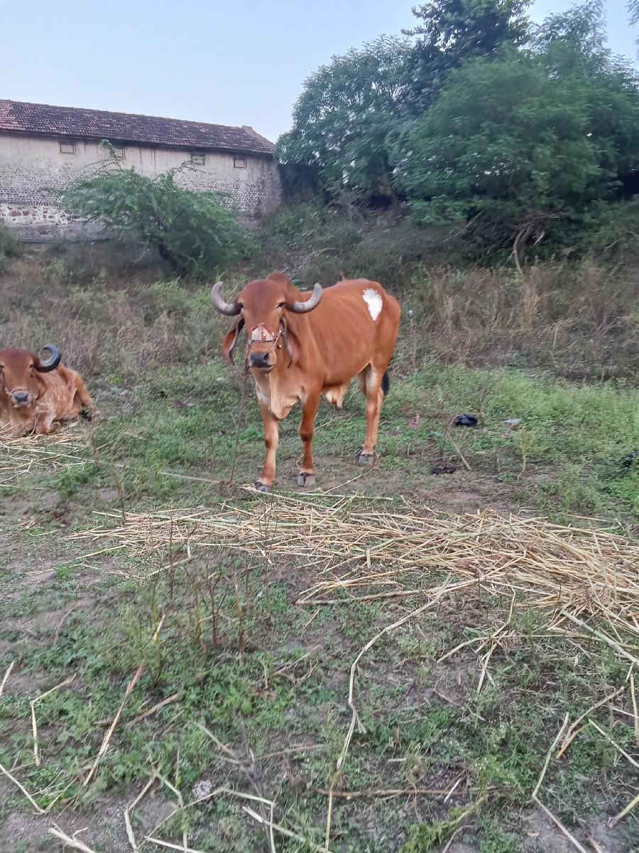 ટોટલ જવાબદારી વેચવાના છે