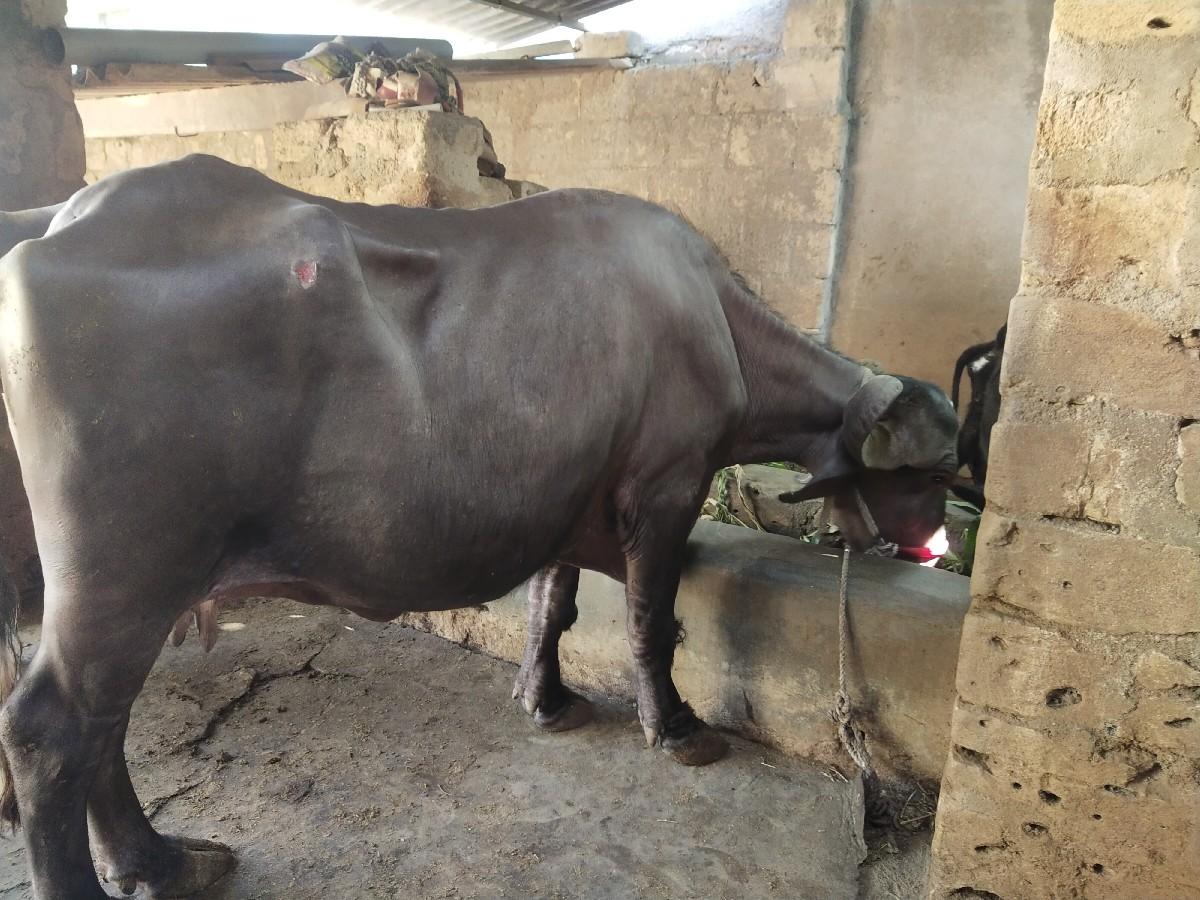 ભેસ વેચવાની છે