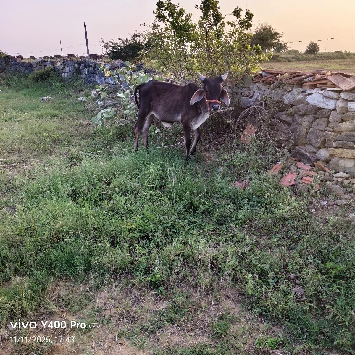 થંબનેલ 2