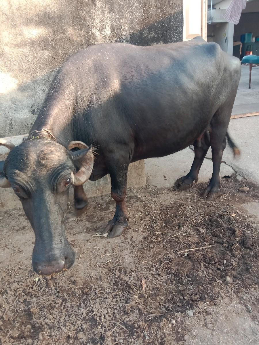 થંબનેલ 2