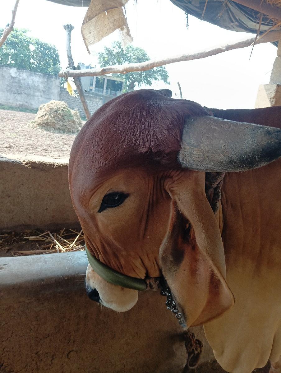 થંબનેલ 2