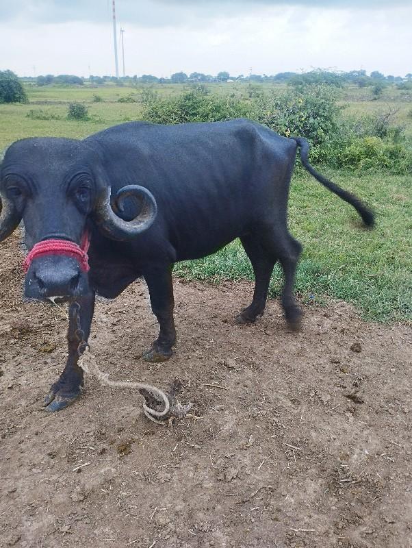 થંબનેલ 3