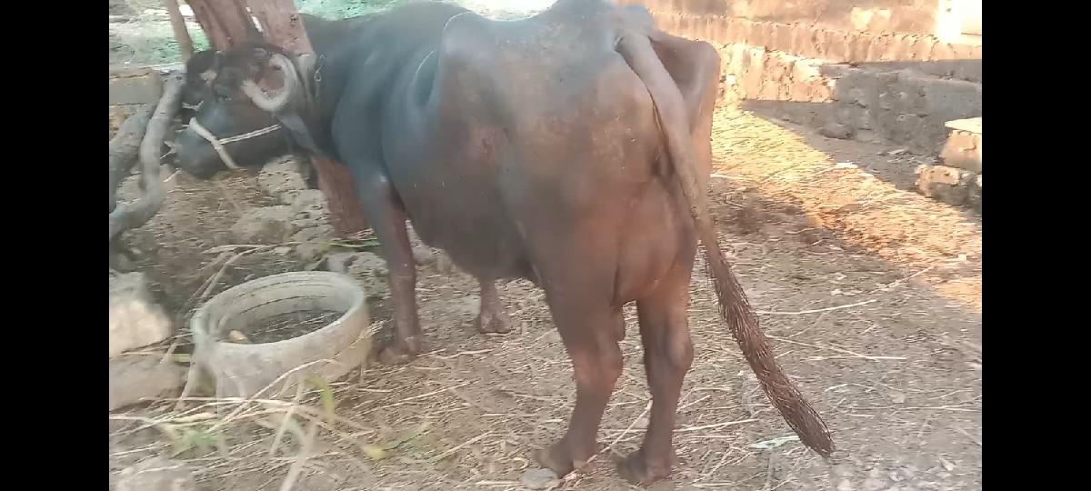 થંબનેલ 3