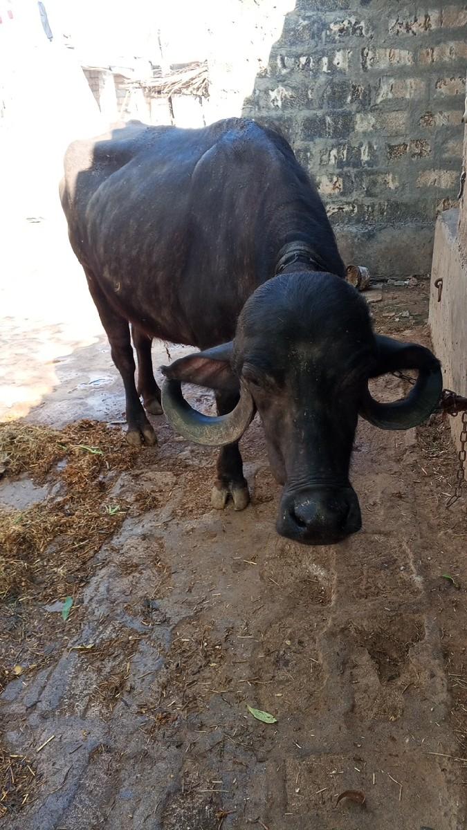 ખડેલું વેચવાનું છે. 2મહીના થયા