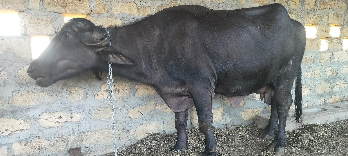 થંબનેલ 2