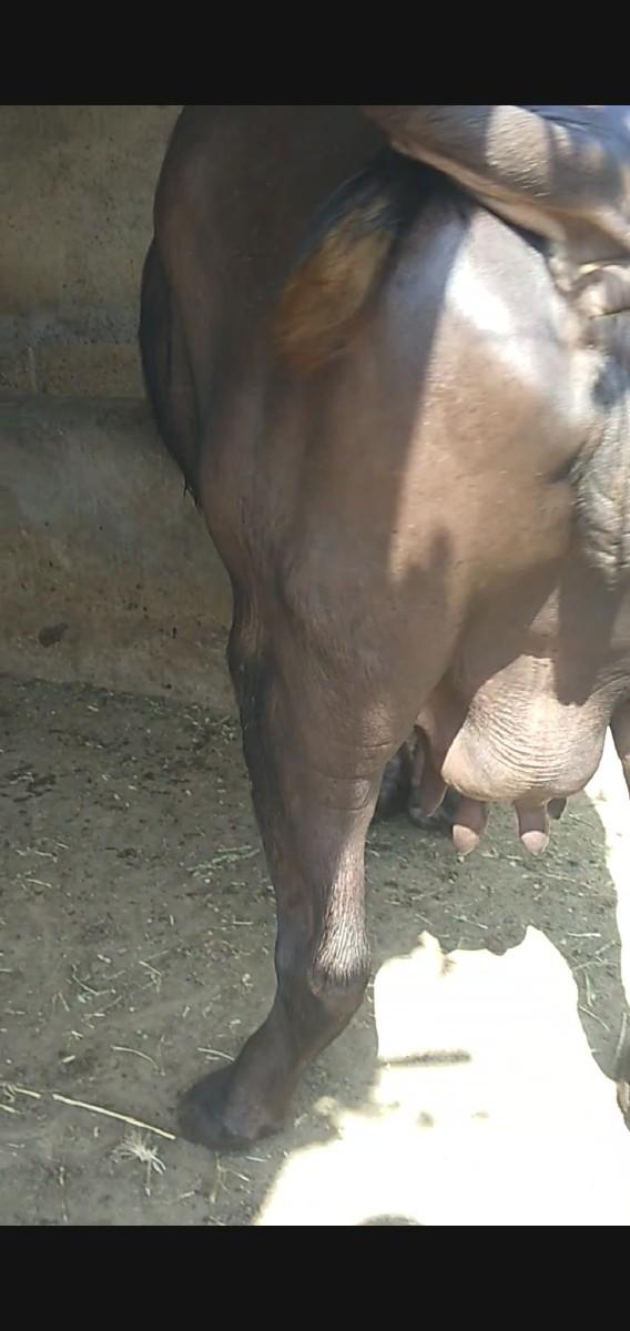 થંબનેલ 3