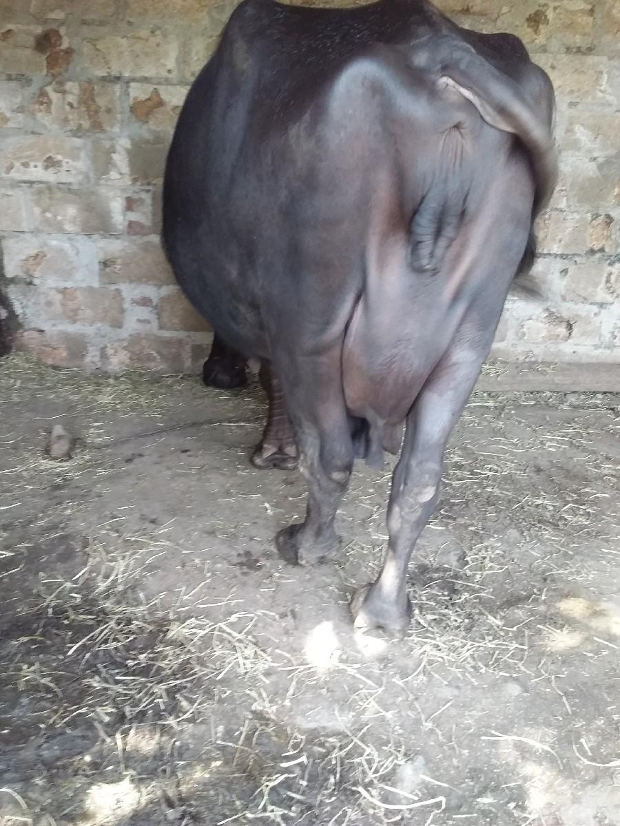 થંબનેલ 3