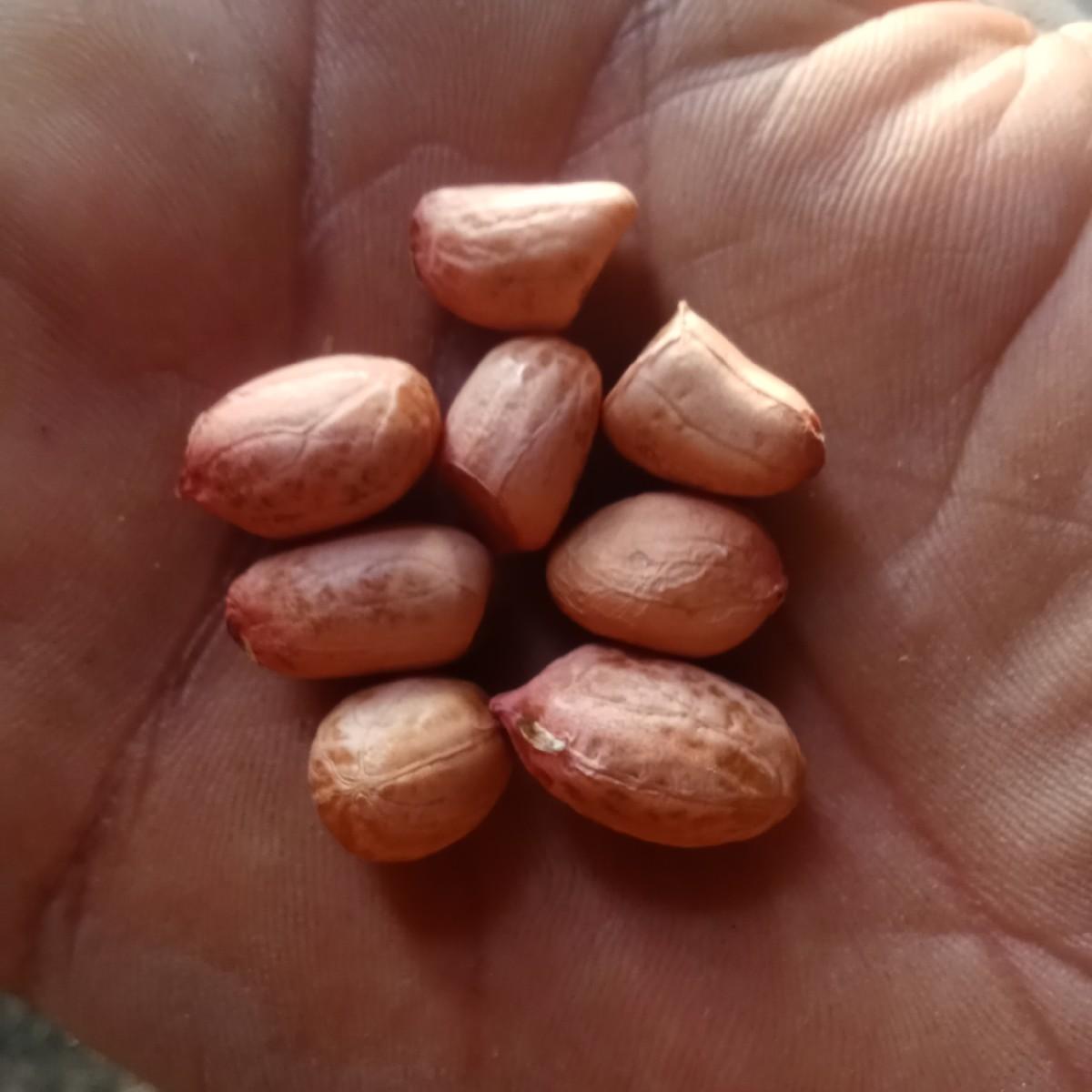 थंबनेल 2