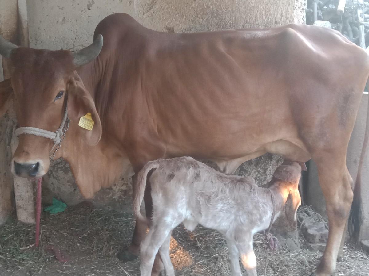 ગાય વેચવાની છે બીજું વેતર