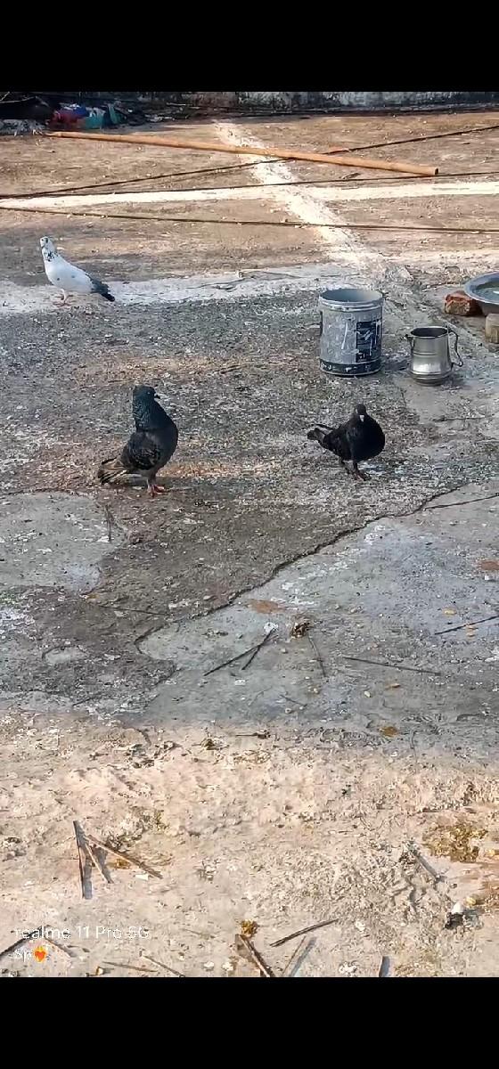 કબૂતર વેચવાના છે