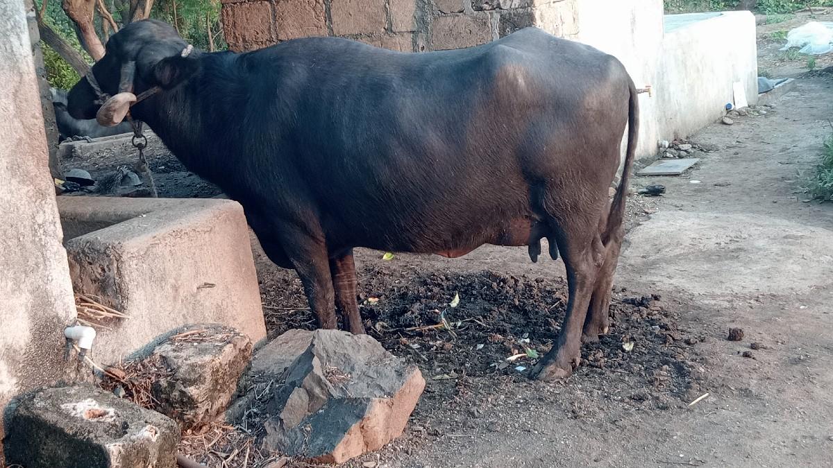 થંબનેલ 3