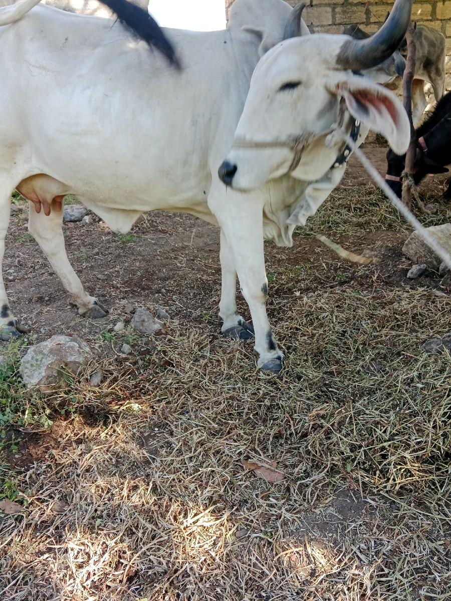 થંબનેલ 2