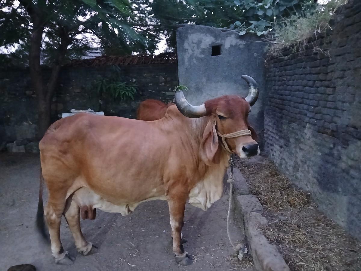 થંબનેલ 3