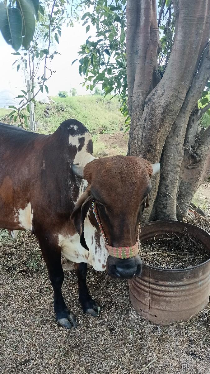 ગાય સારી