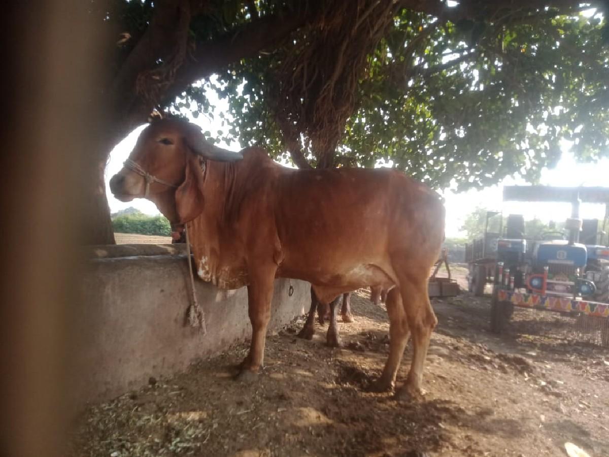 થંબનેલ 3