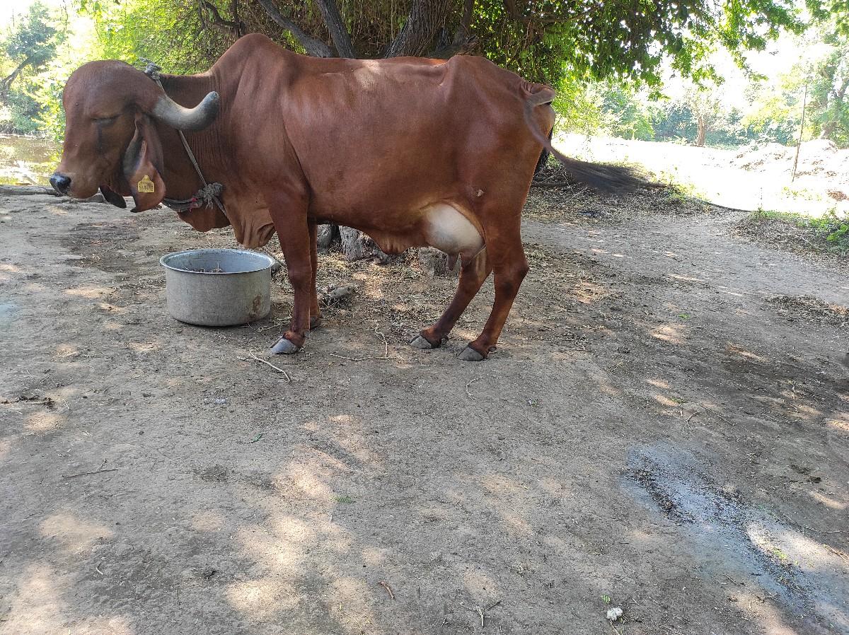 થંબનેલ 2