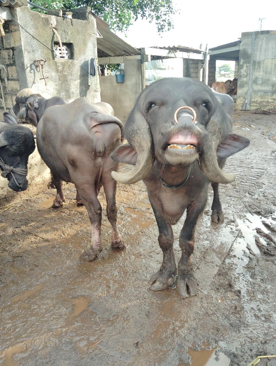 પાડો વેચવાનોશે