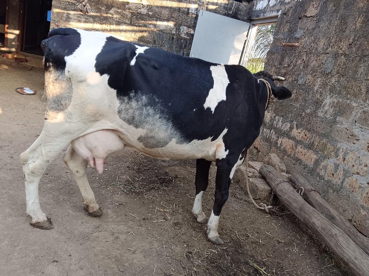 એચપ ગાય વેચવાની છે