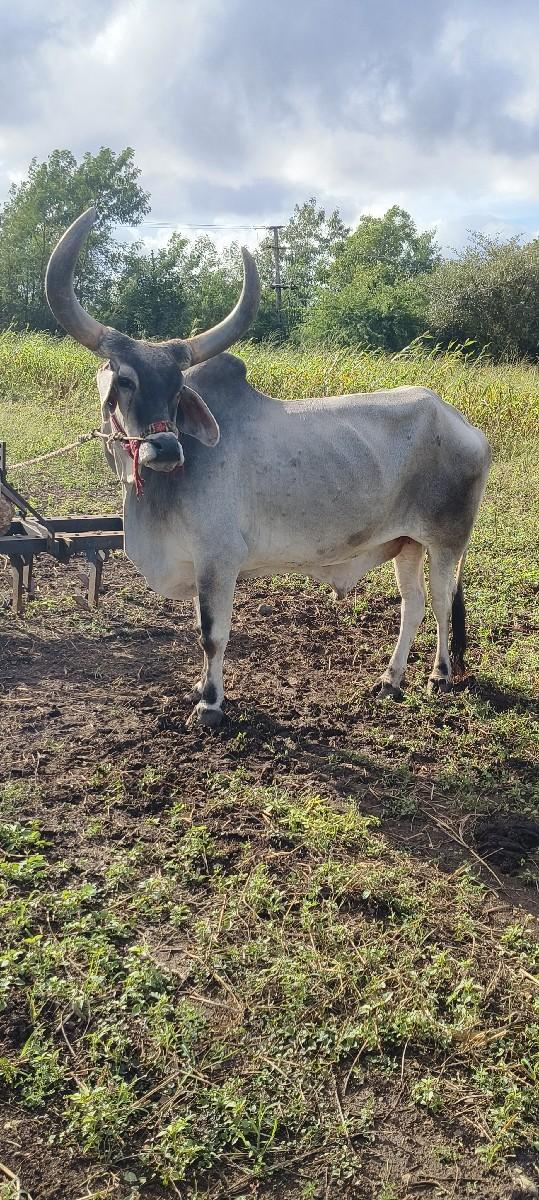 થંબનેલ 2