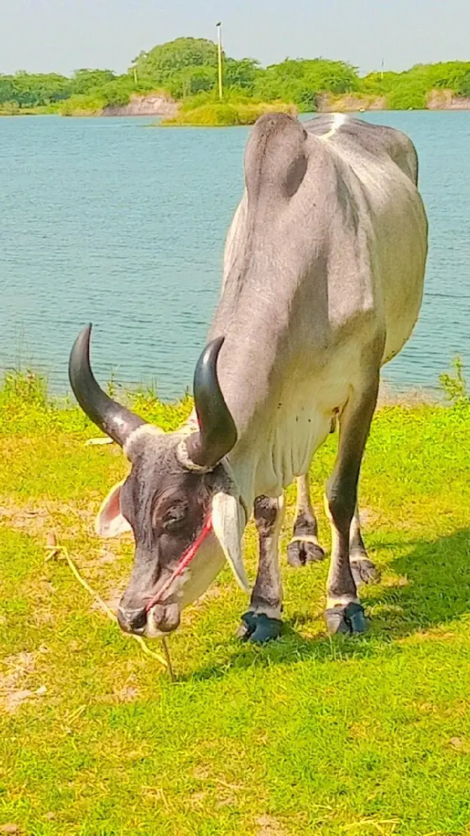 થંબનેલ 2