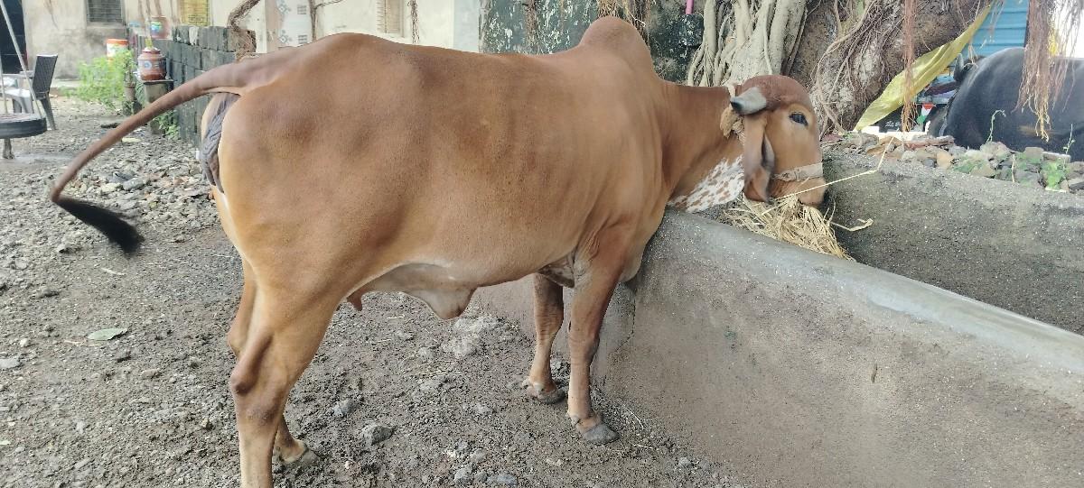 gay Ane vasdi gay kabhni he