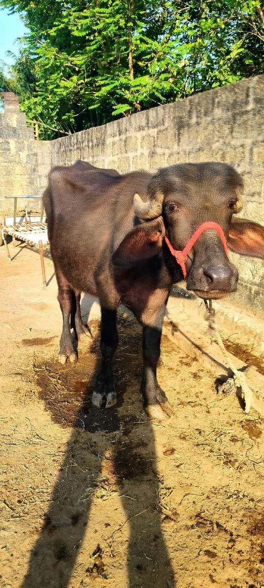 જાફરાબાદી ખડેલી વેચવાની છે