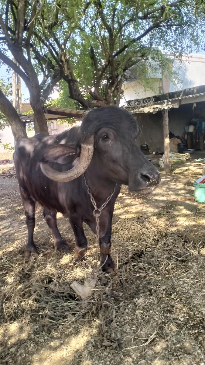 ખટેલી વેચવાની છે