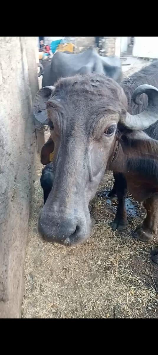 થંબનેલ 3