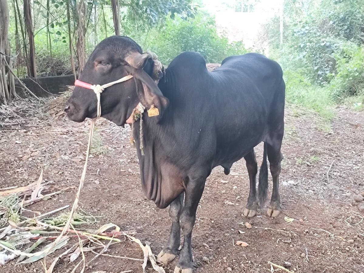 ઝેડ બ્લેક કપિલા