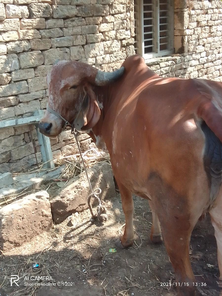 ઓરીજનલ ગીર હોળકી