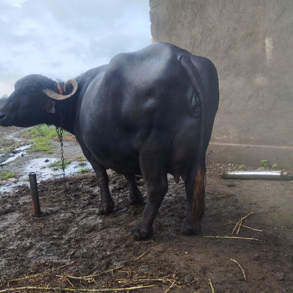 થંબનેલ 2