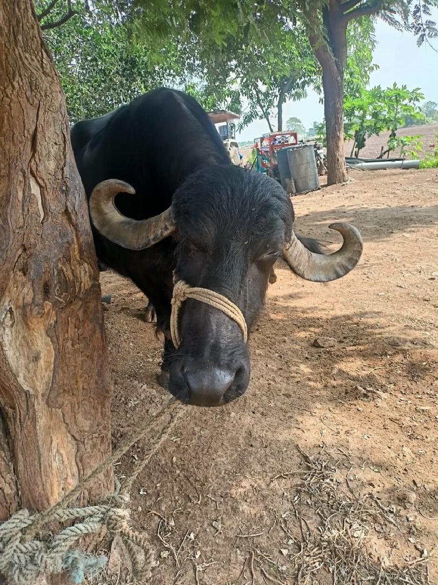 થંબનેલ 2