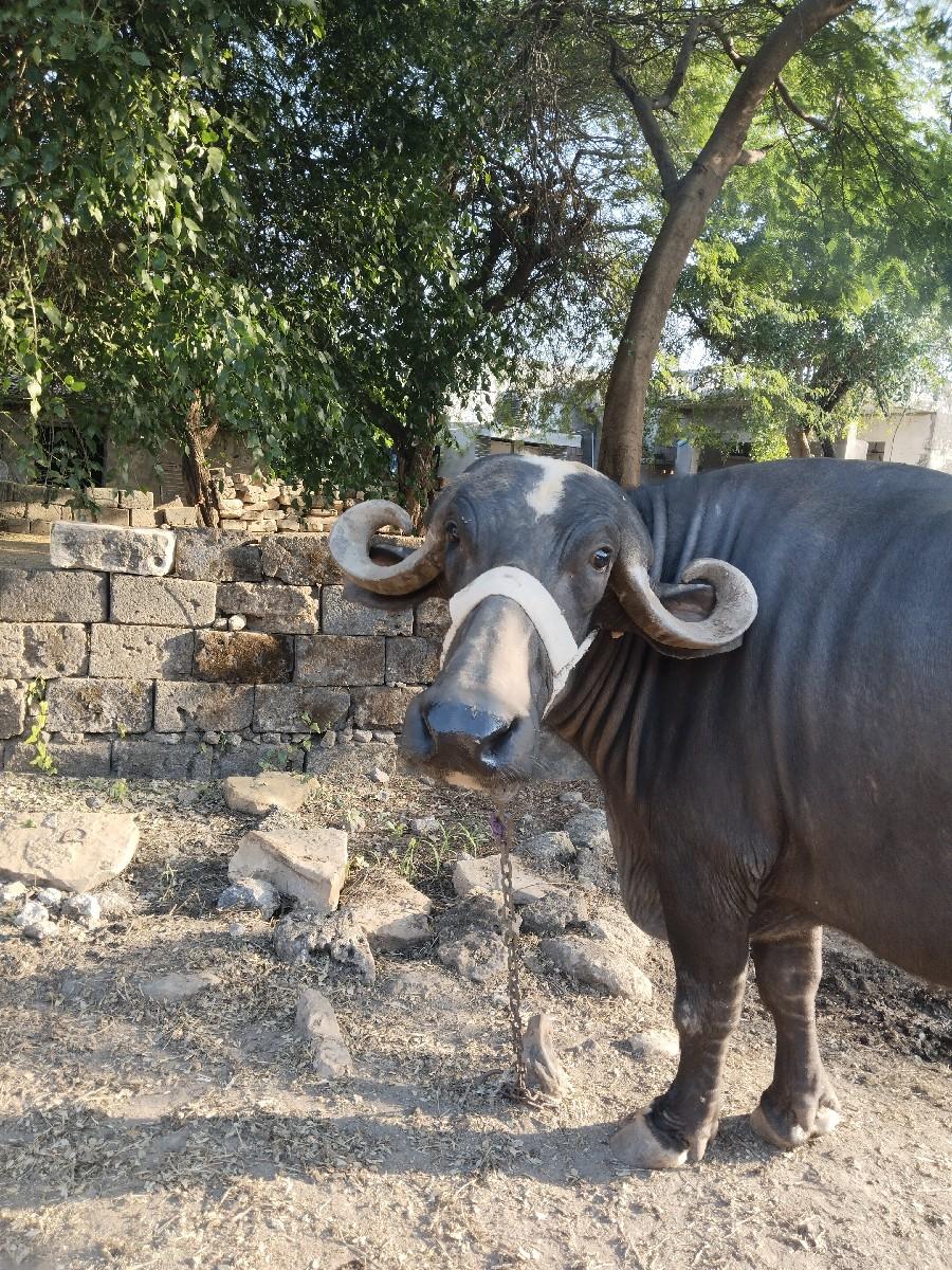 થંબનેલ 2