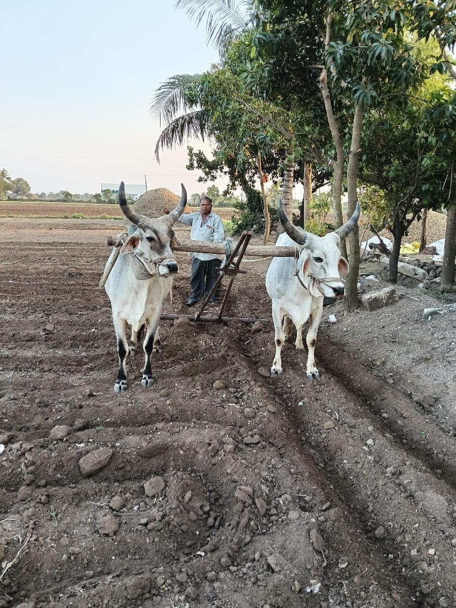 કચ્છી વઢીયારા બળદ છે
