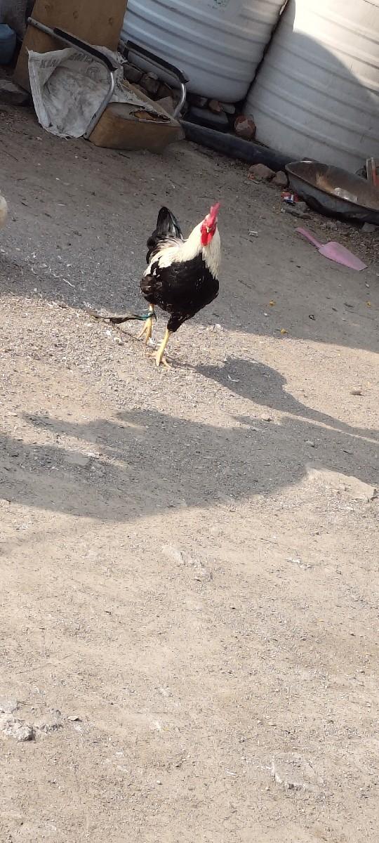 થંબનેલ 2