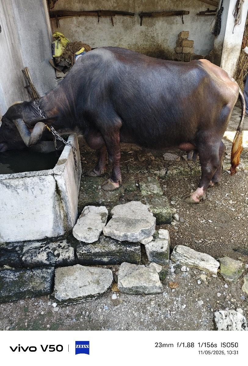 થંબનેલ 2