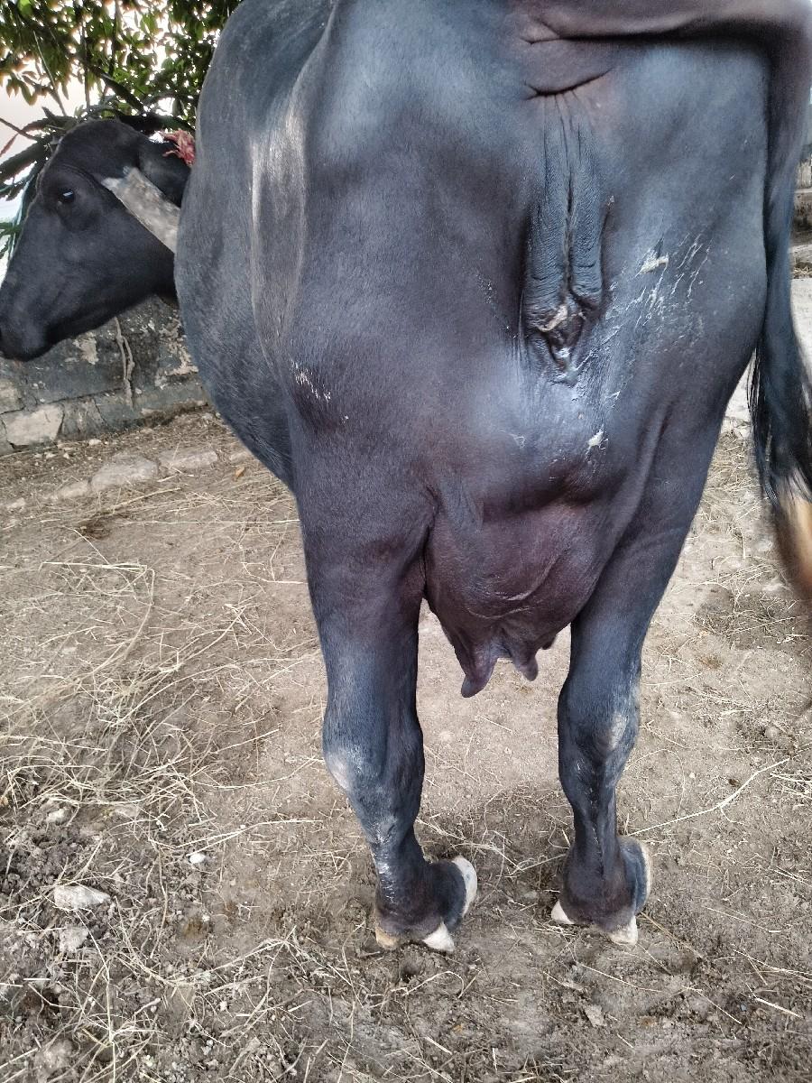 ભેંશ વેચવાની છે