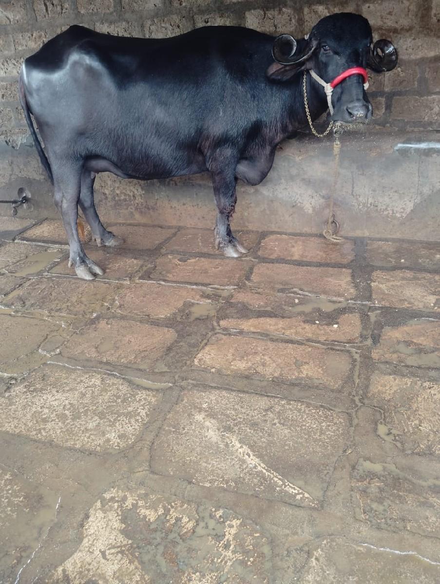 થંબનેલ 2