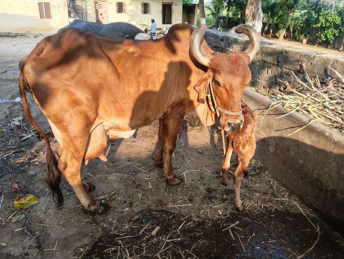 થંબનેલ 2