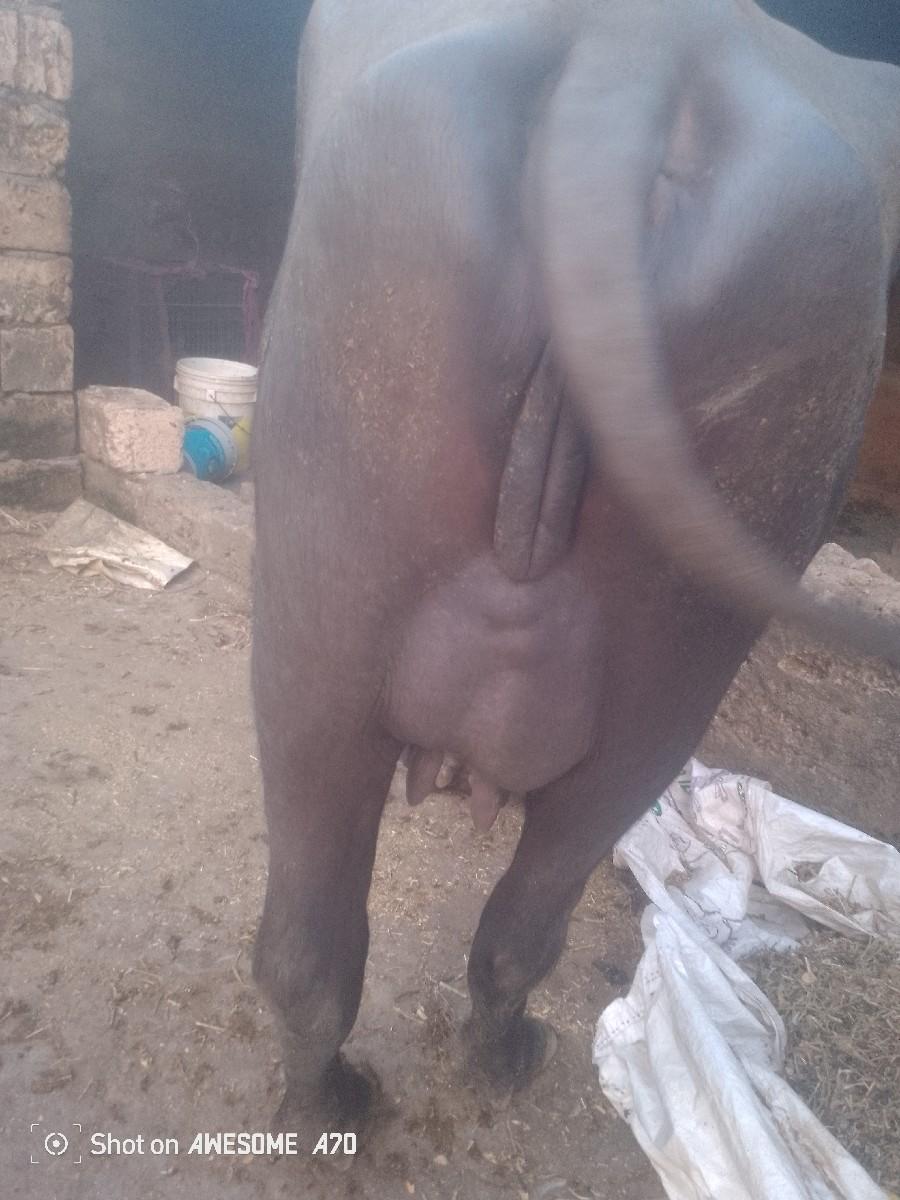 થંબનેલ 3