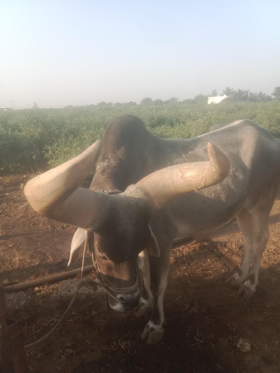 થંબનેલ 2