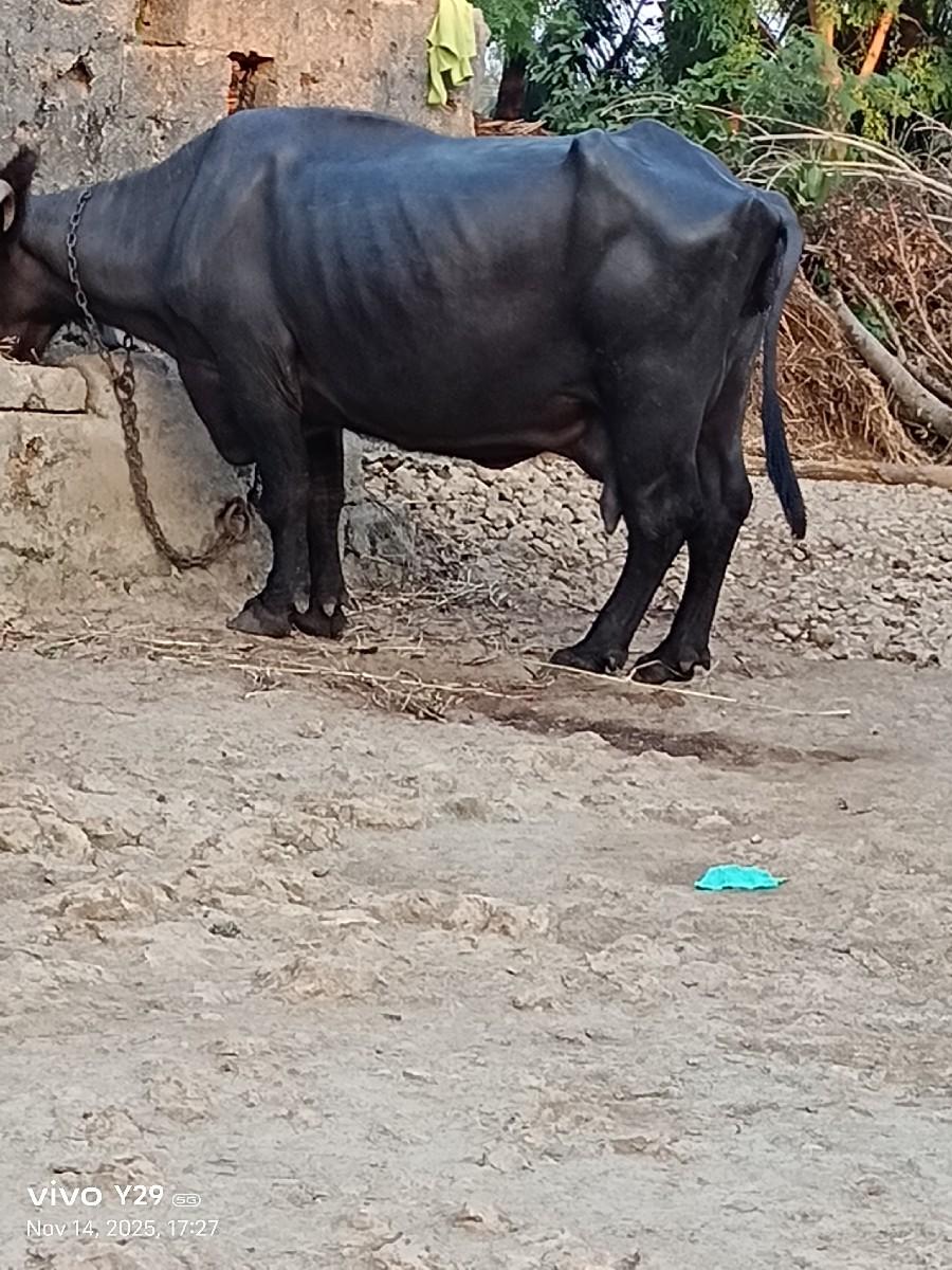 થંબનેલ 2