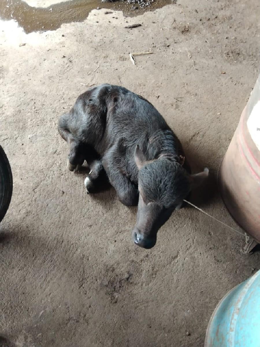 થંબનેલ 3