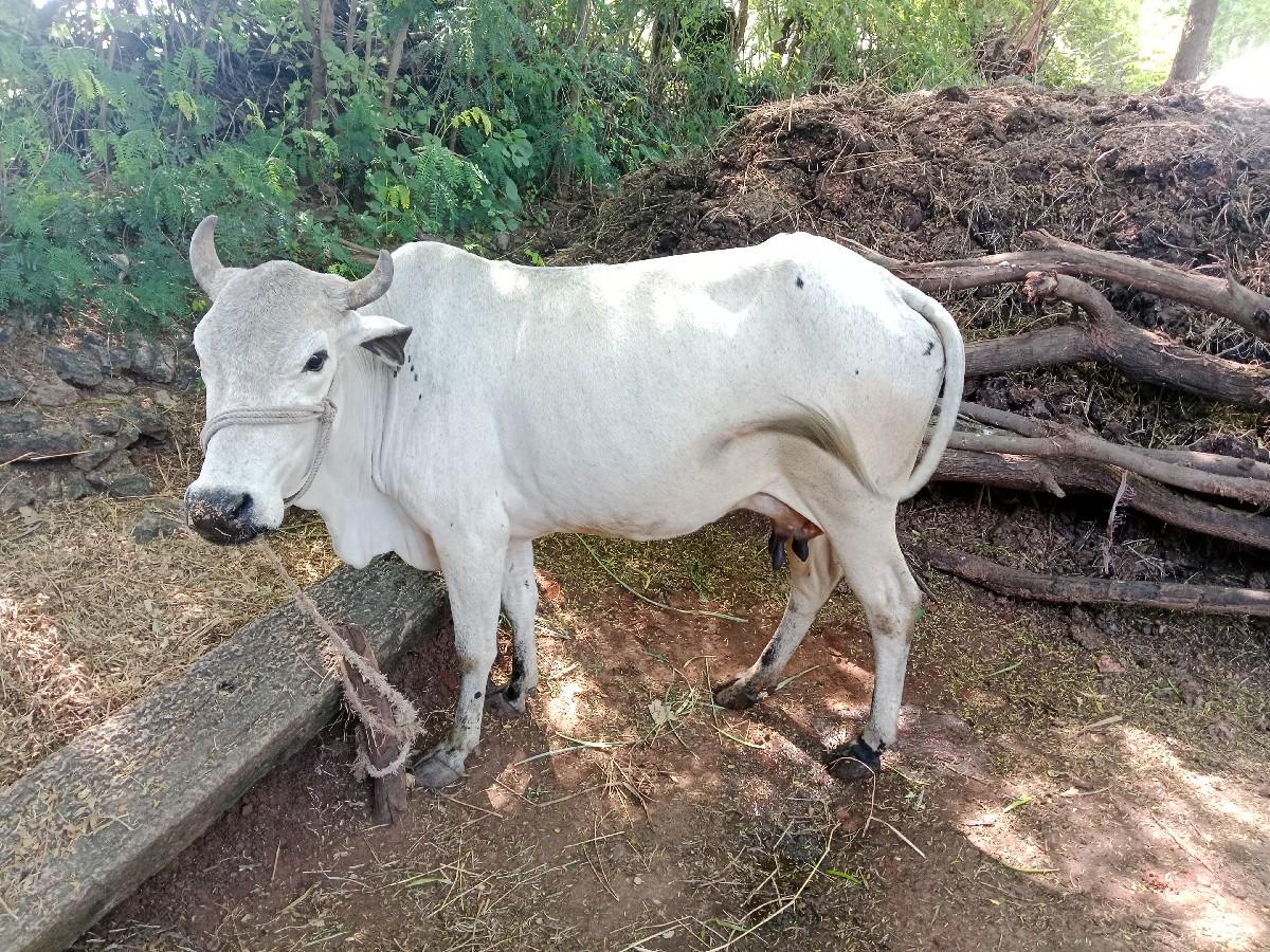 થંબનેલ 2