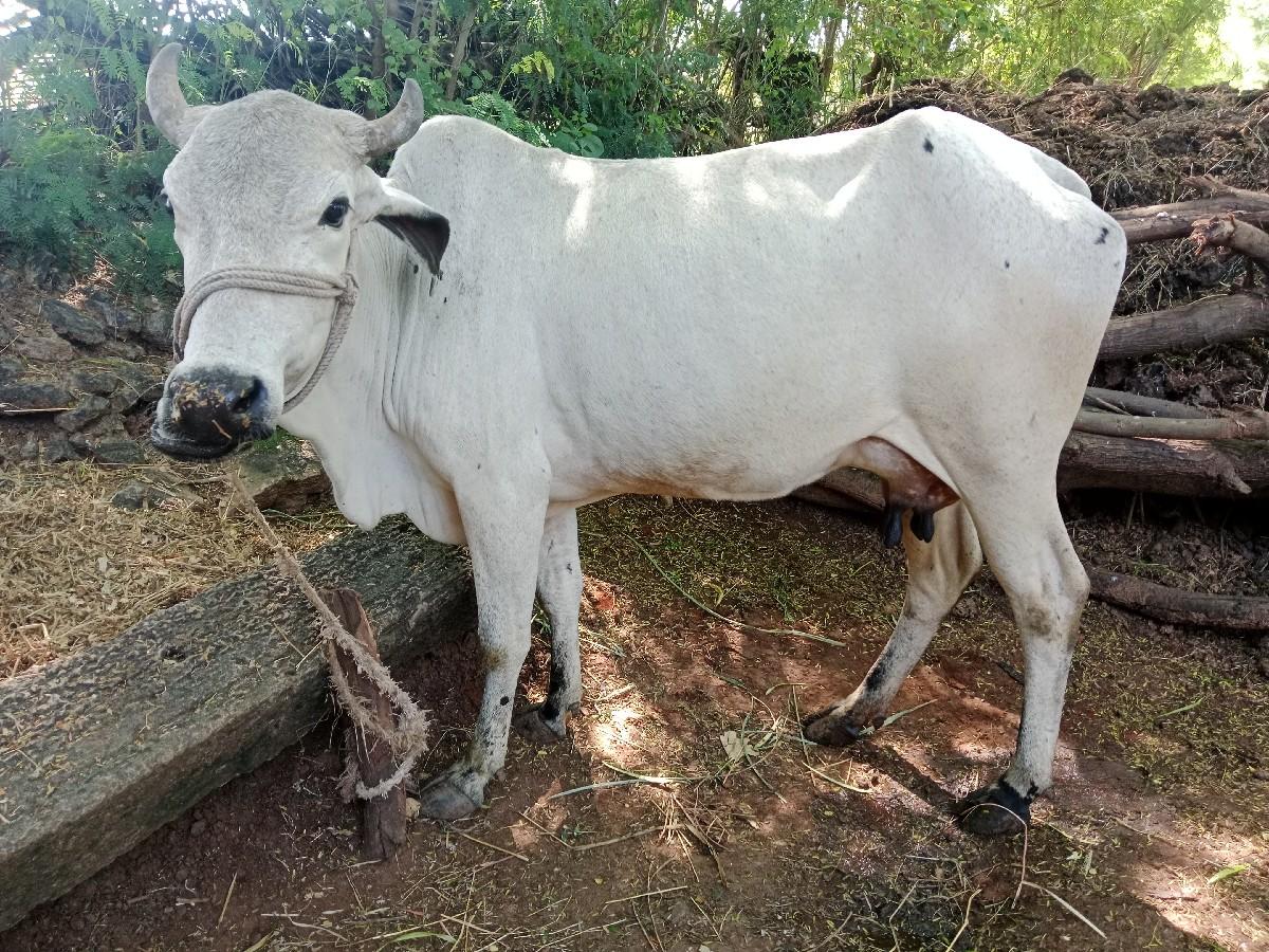 ગાય વેચવાની છે