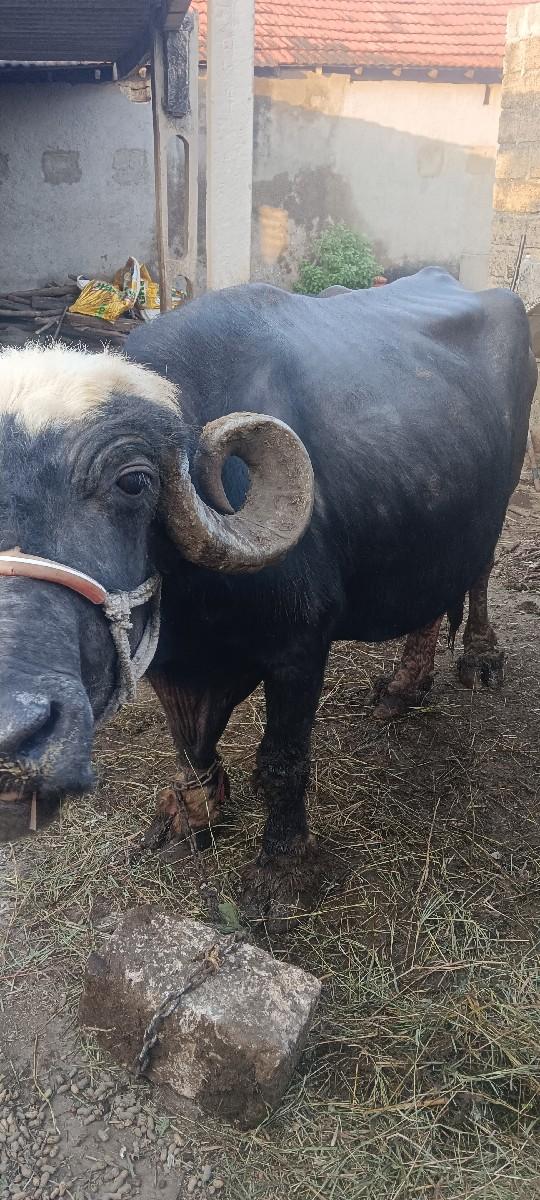 થંબનેલ 3